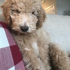 Meet your Posher, Cami